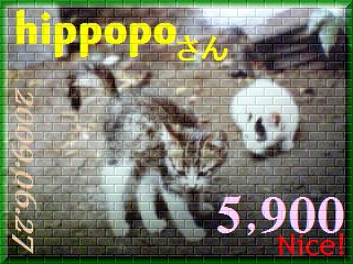 2009.nekomaro card 5,900 Nice! hippopo さん。.jpg