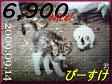 2009.nekomaro card 6,900 Nice! ぴーすけ君。1.jpg