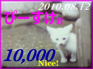 2010.ねこ麻呂 card 10,000 Nice! ぴーすけ君。.jpg