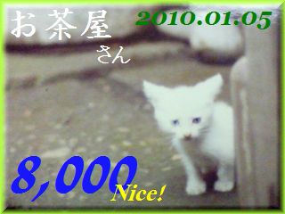 2010.ねこ麻呂 card 8,000 Nice! お茶屋さん。.jpg