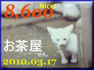2010.ねこ麻呂 card 8,600 Nice! お茶屋さん。.jpg