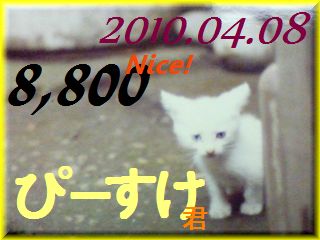 2010.ねこ麻呂 card 8,800 Nice! ぴーすけ君。.jpg
