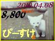 2010.ねこ麻呂 card 8,800 Nice! ぴーすけ君。1.jpg