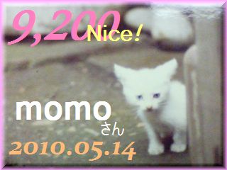 2010.ねこ麻呂 card 9,200 Nice! momo さん。.jpg