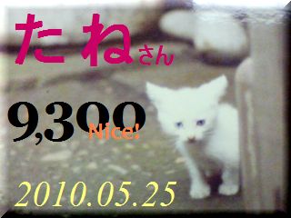 2010.ねこ麻呂 card 9,300 Nice! たねさん。.jpg
