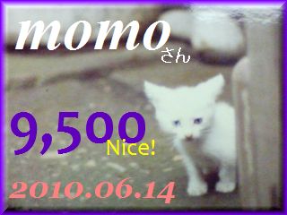 2010.ねこ麻呂 card 9,500 Nice! momo さん。.jpg
