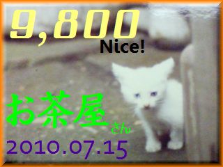 2010.ねこ麻呂 card 9,800 Nice! お茶屋さん。.jpg