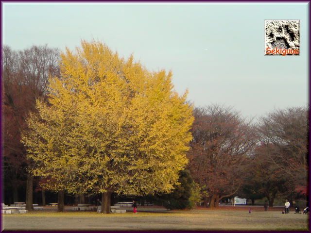 公園の銀杏。2010 b.jpg