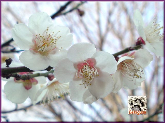 梅の花。2010 a.jpg