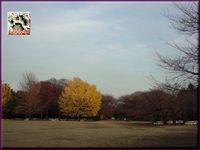 公園の銀杏。2010 a.jpg