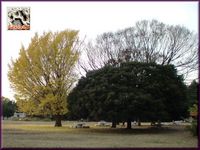 公園の銀杏。2010 d.jpg