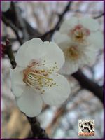 梅の花。2010 f.jpg