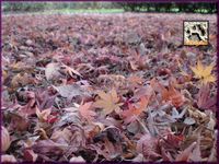 落ち葉のフカフカ絨毯。a.jpg